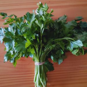 Organic coriander from the Garden Route